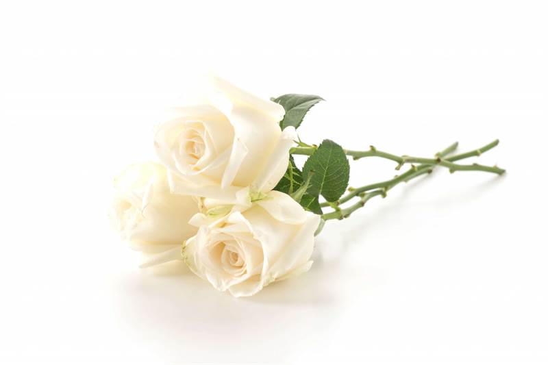 hoa hồng trắng cho ngày hoa hồng