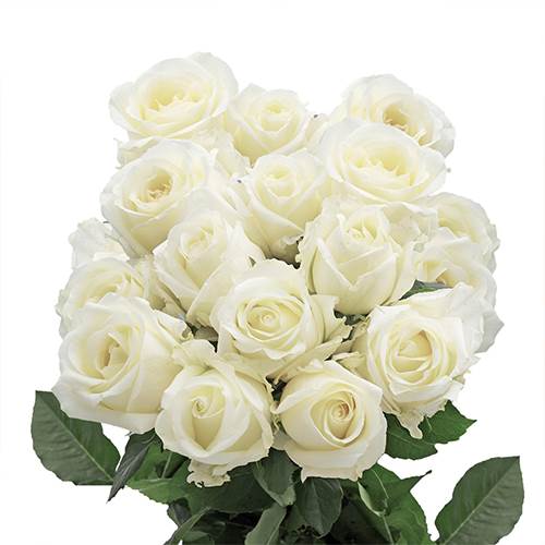 những bông hoa hồng trắng