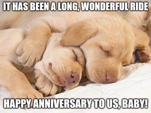 Những chú chó con dễ thương đang nghỉ ngơi trong Ngày kỷ niệm Meme.
