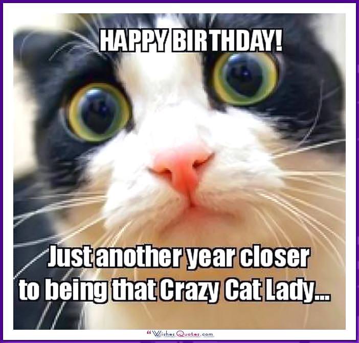 Birthday Meme with a Cat: Còn một năm nữa là trở thành quý cô mèo điên rồ đó ...