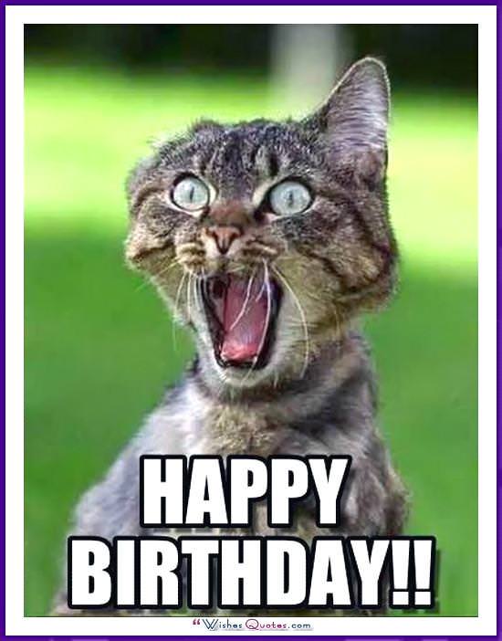 Birthday Meme with a Cat: Chúc mừng sinh nhật!