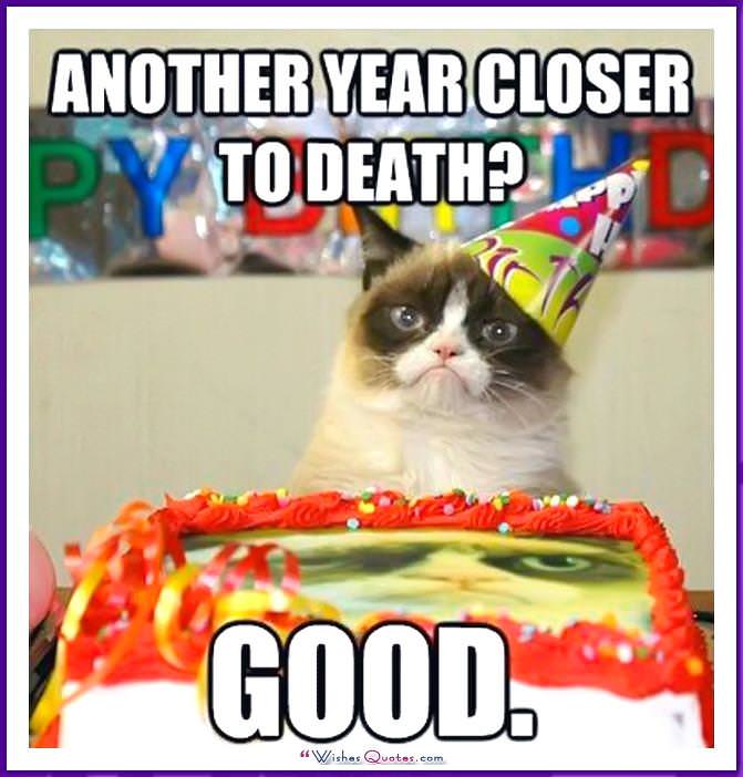 Birthday Meme with a Cat: Một năm nữa là cái chết! Tốt!