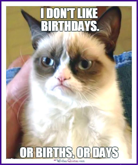 Sinh nhật Meme với một con mèo: