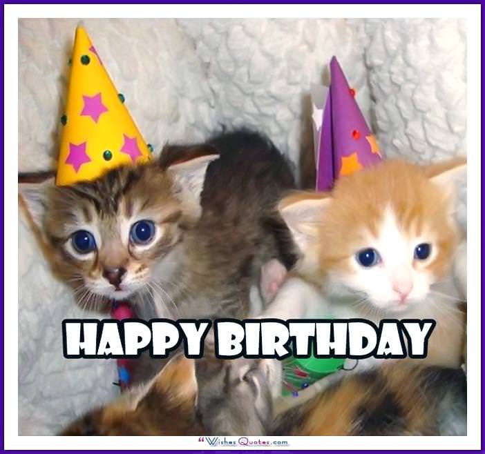 Birthday Meme with a Cat: Chúc mừng sinh nhật