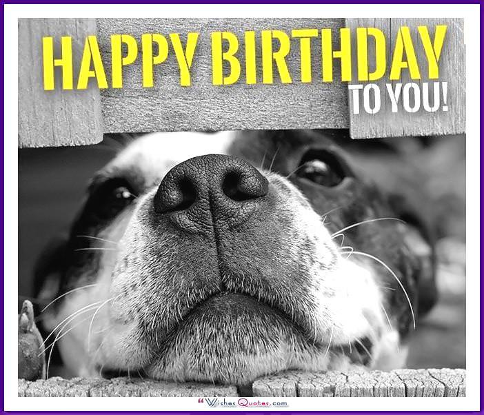Funny Dog Birthday Meme: Chúc mừng sinh nhật bạn