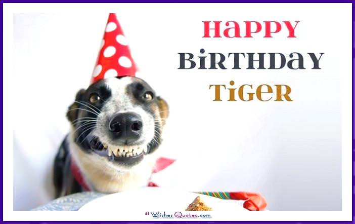 Funny Dog Birthday Meme: Chúc mừng sinh nhật con hổ!