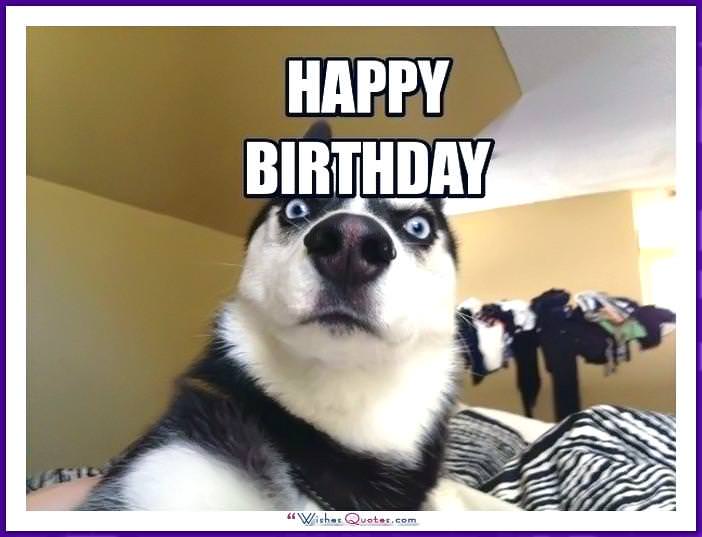 Funny Dog Birthday Meme: Chúc mừng sinh nhật