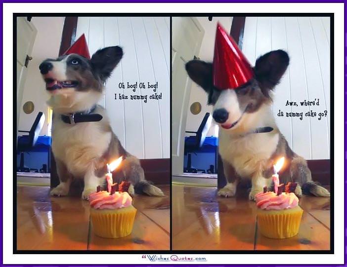 Happy Dog Birthday Meme: Oh boy! Ôi cậu bé một chiếc bánh sinh nhật!