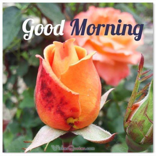  Chào buổi sáng với hoa hồng - Thông điệp, trích dẫn và hình ảnh chào buổi sáng